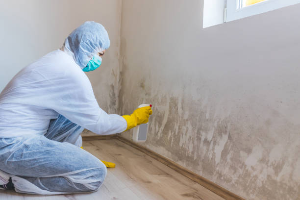 Professional mold removal team in Barclay